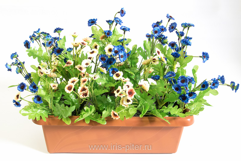 Балконный ящик ромашка мелкая