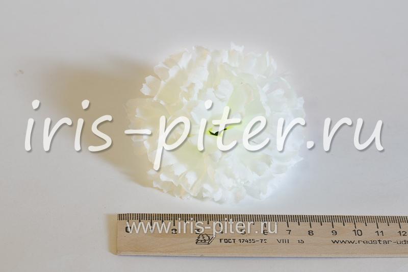 Голова гвоздики малой