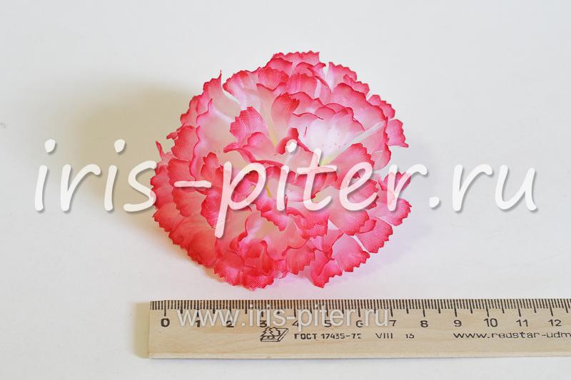 Голова гвоздики малой