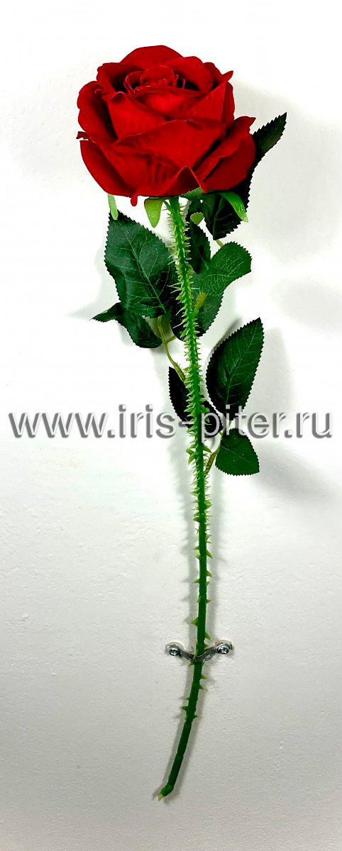 Роза одиночная бархатная колючая 