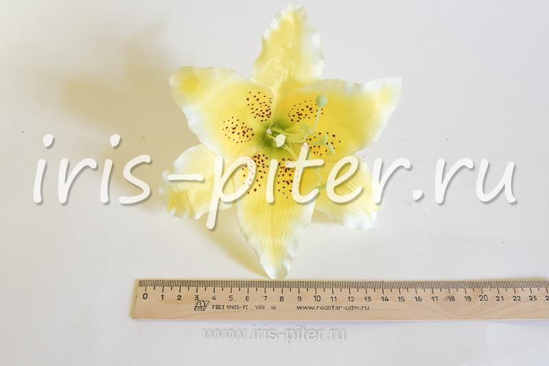 Голова лилии бархатной