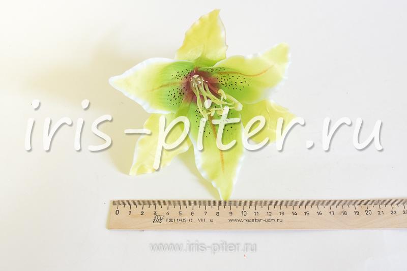 Голова лилии бархатной