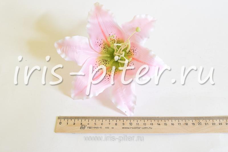 Голова лилии бархатной