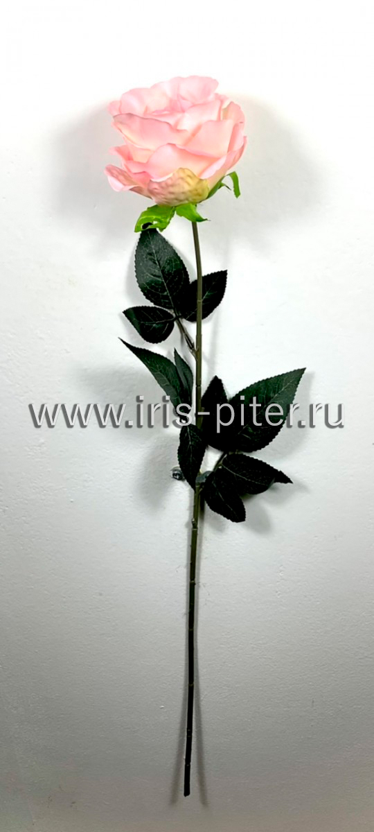 Роза одиночная бутон