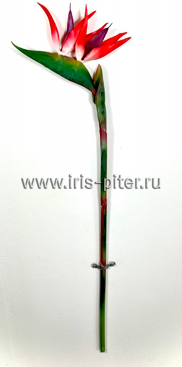 Стрелиция малиновая