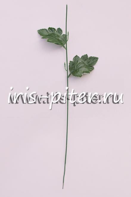 Ножка хризантемы