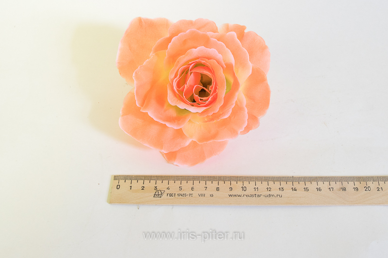 Голова розы "Красота" 