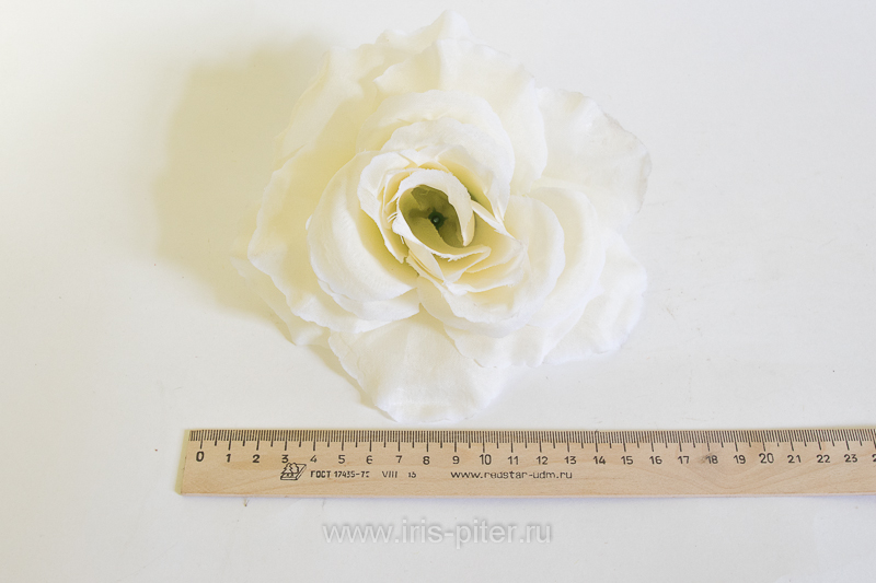 Голова розы "Красота" 