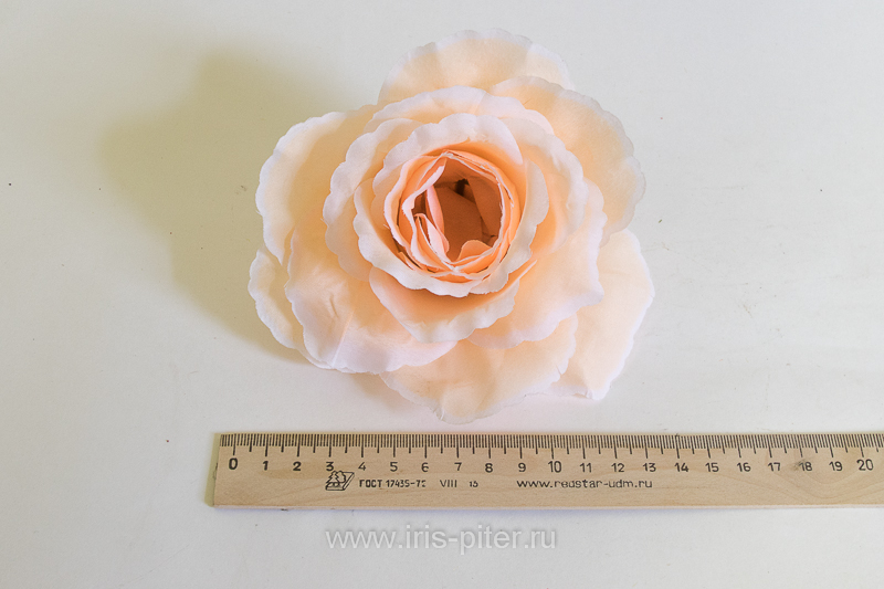 Голова розы "Красота" 