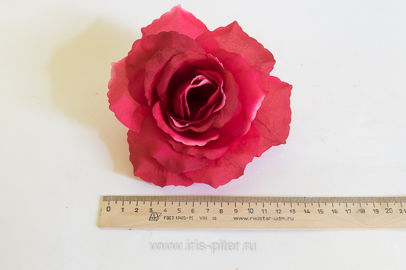 Голова розы "Красота" 