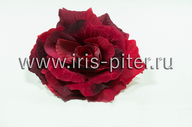 Голова розы бархатной с черным