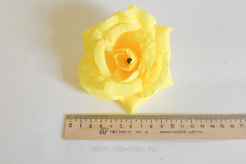 Голова розы "Лола"