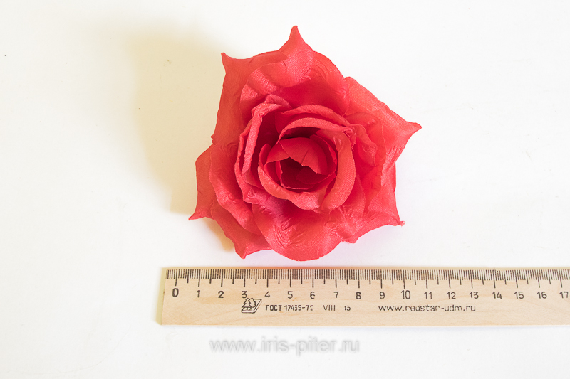 Голова розы "Лола"