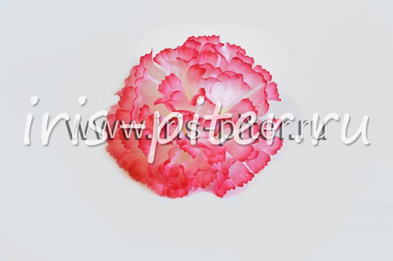 Голова гвоздики малой