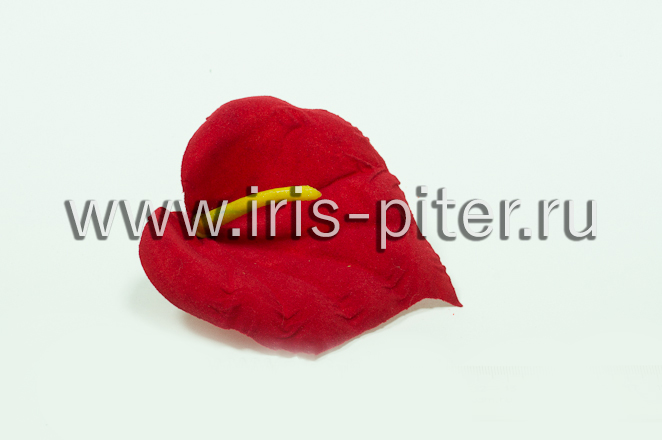 Голова каллы бархатной