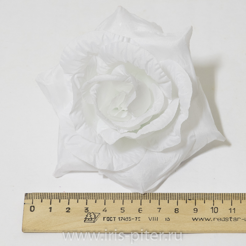 Голова розы "Лола"