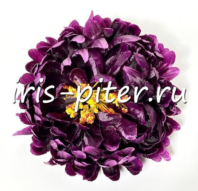 Голова хризантемы садовой