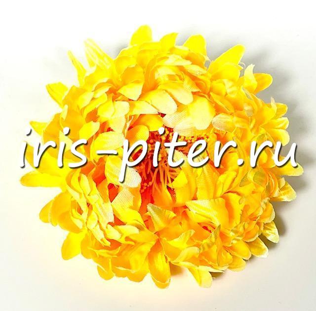 Голова хризантемы садовой