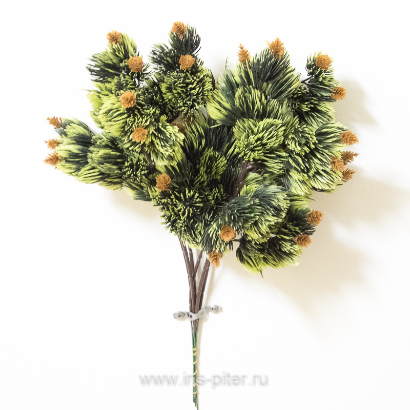 Ветка сосна бонсай