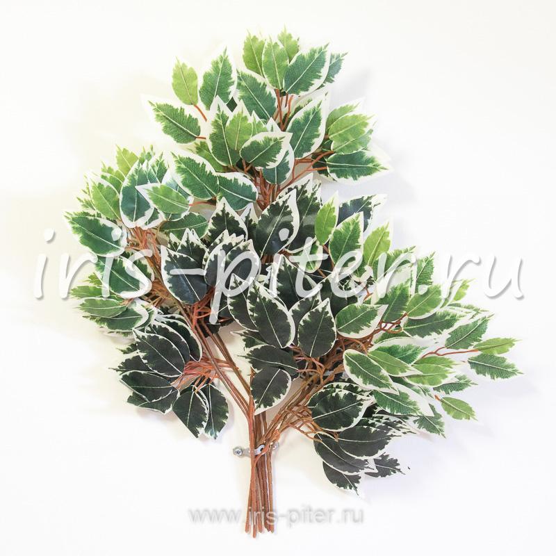 Ветка бенджамин белый край