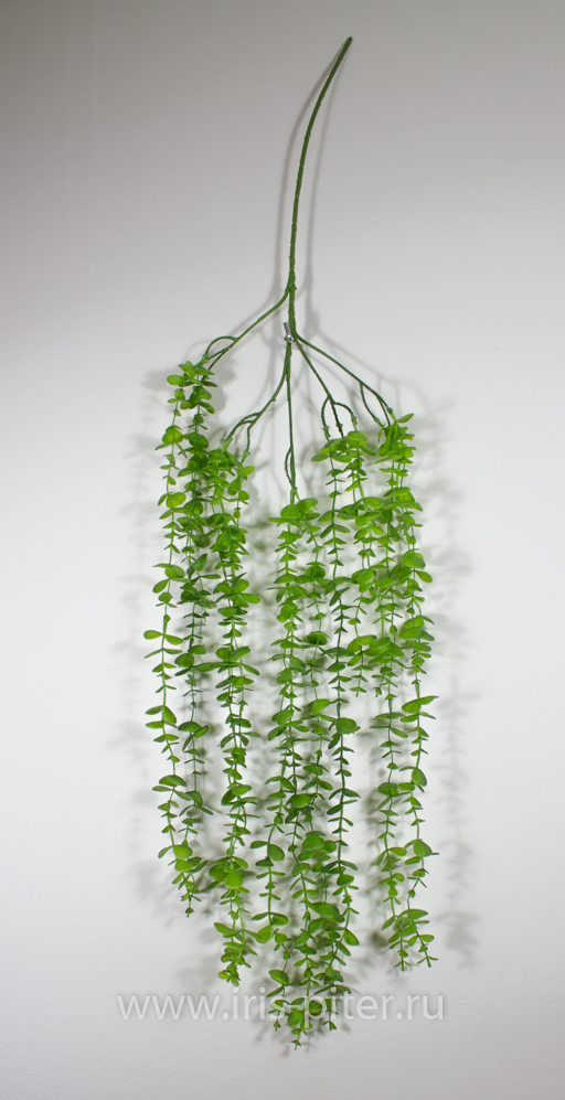 Ветка эвкалипт 