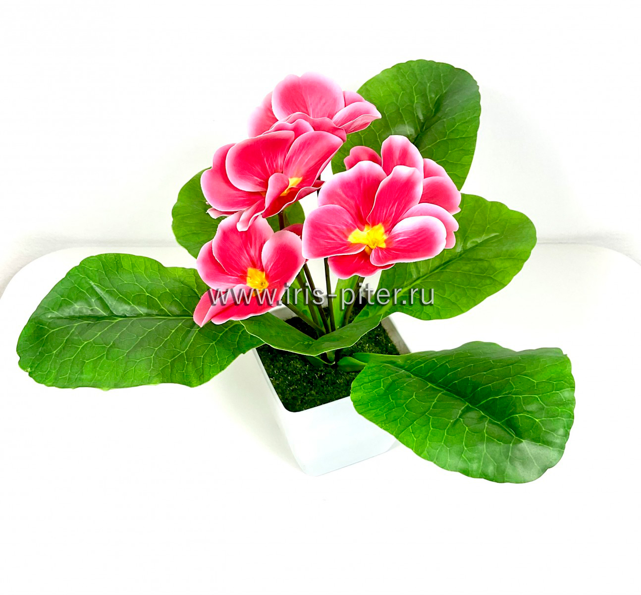 Примула в горшке