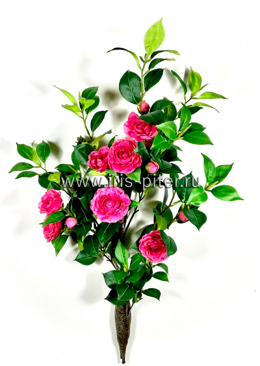 Дерево камелия средняя малиновая