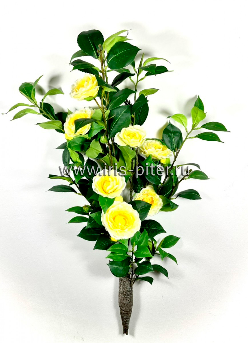 Дерево камелия средняя желтая