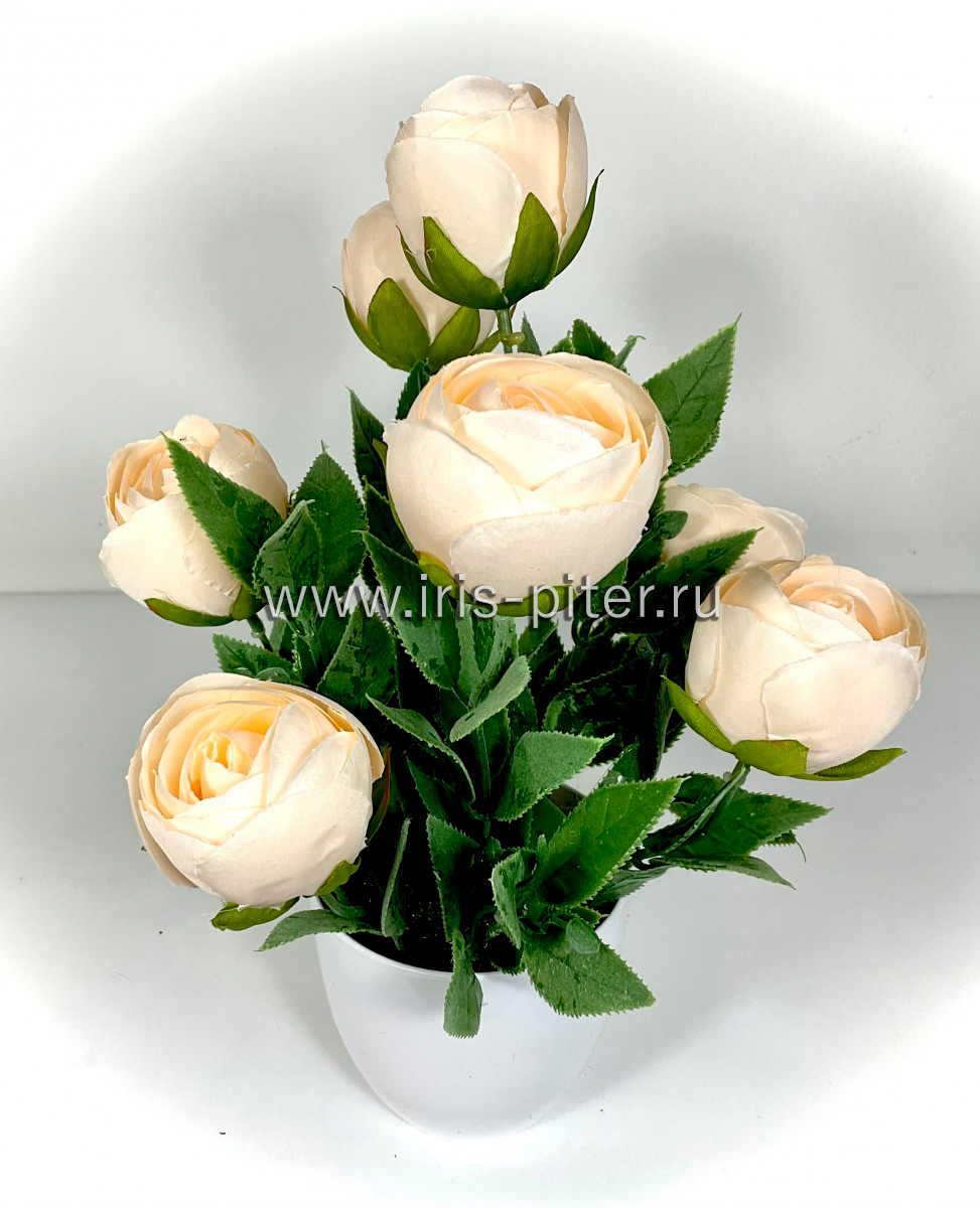 Камелия кремовая в горшке