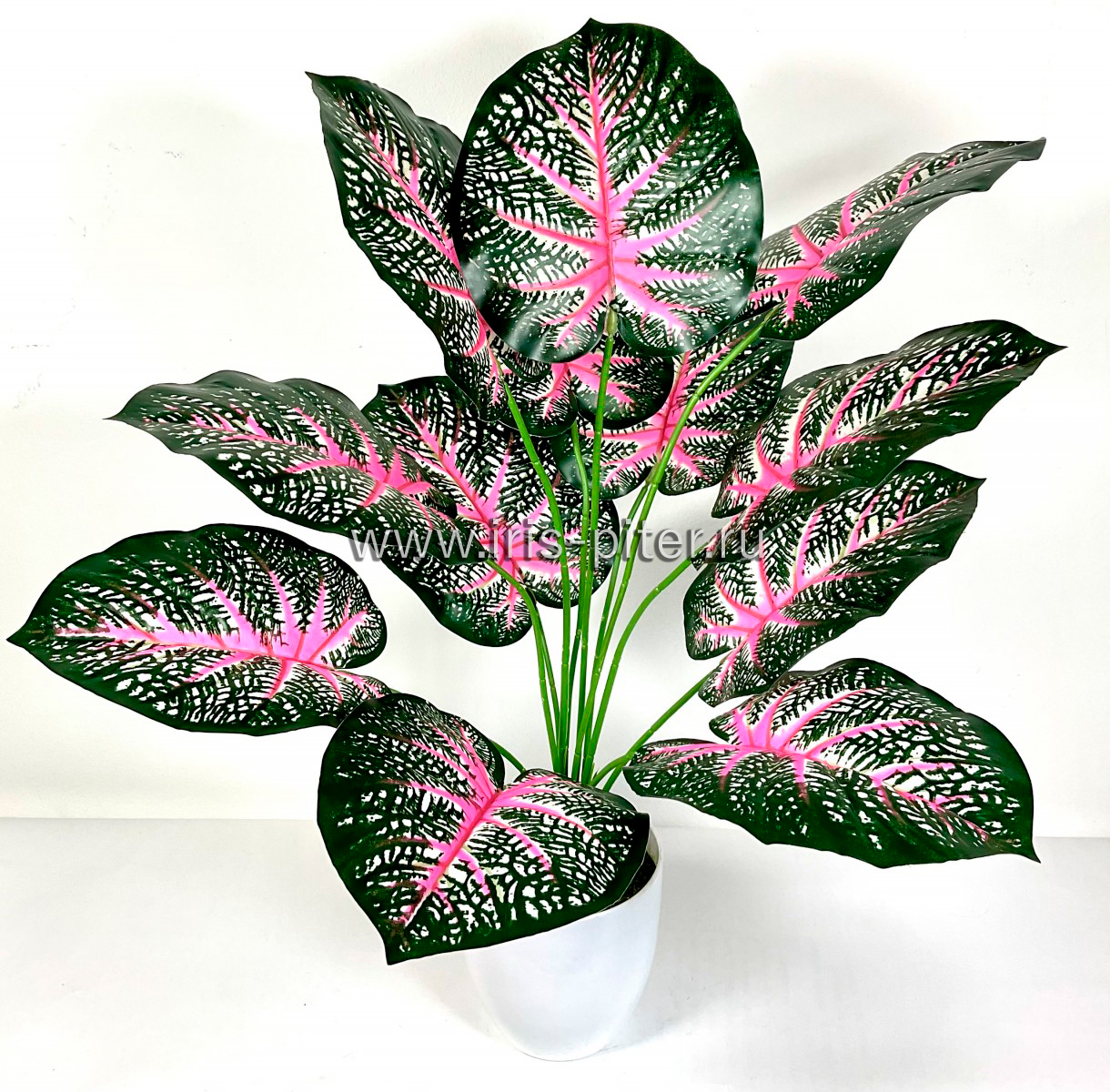 Калатея темно-зеленая