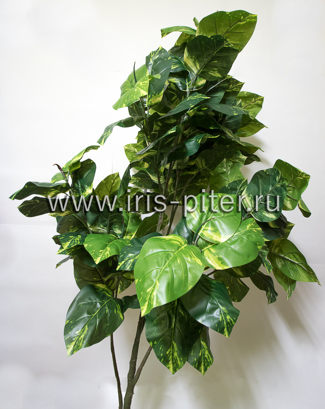 Дерево фикус сборный пестрый лист