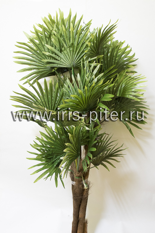 Дерево пальма веерная 4 ствола