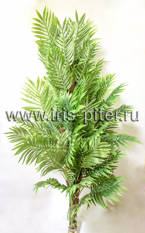 Дерево пальма 4 ствола