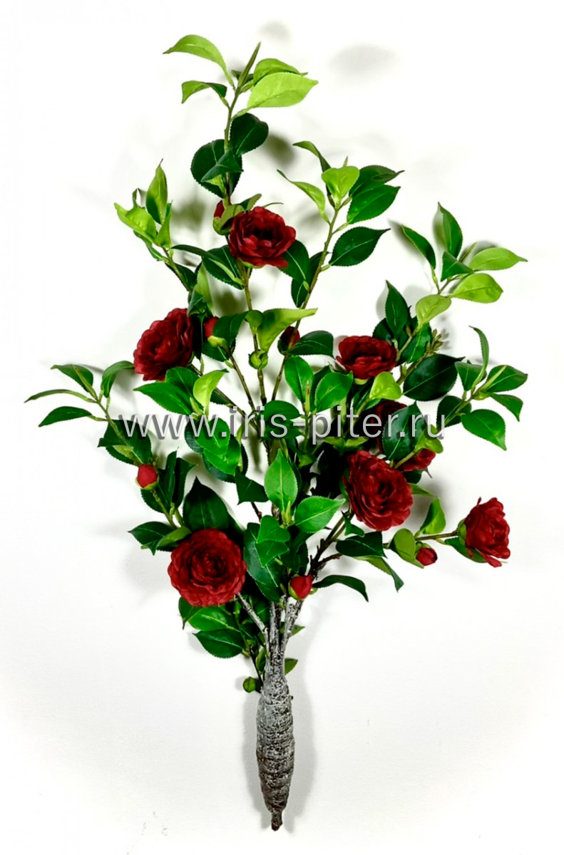 Дерево камелия средняя красная