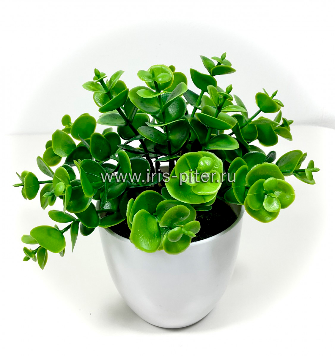 Самшит в горшке