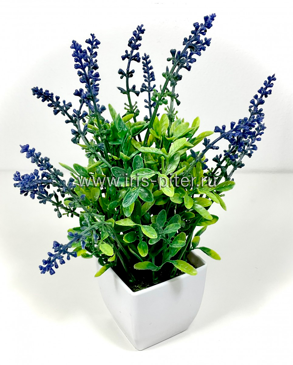 Куст горшечный лаванда темно-фиолетовый