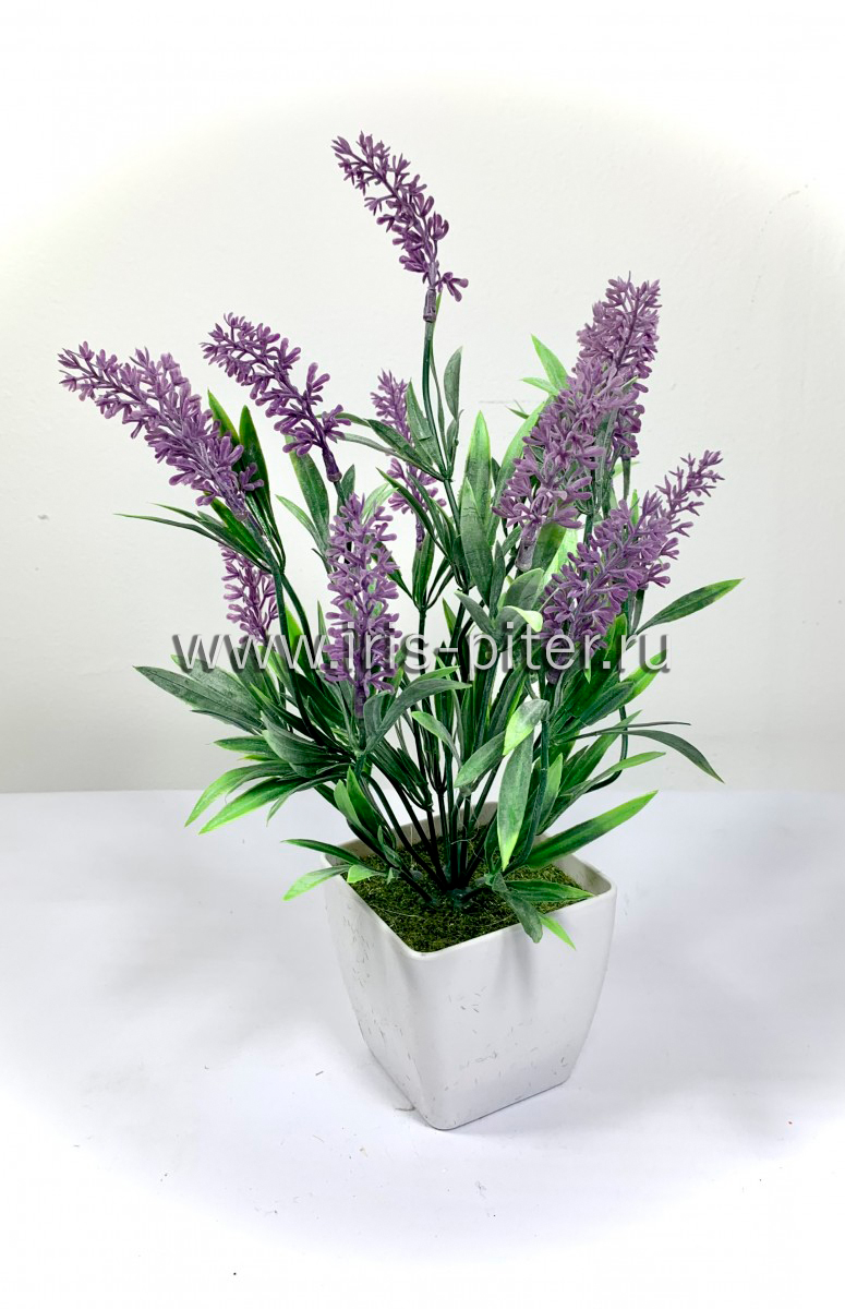 Лаванда 7вет двойная в горшке