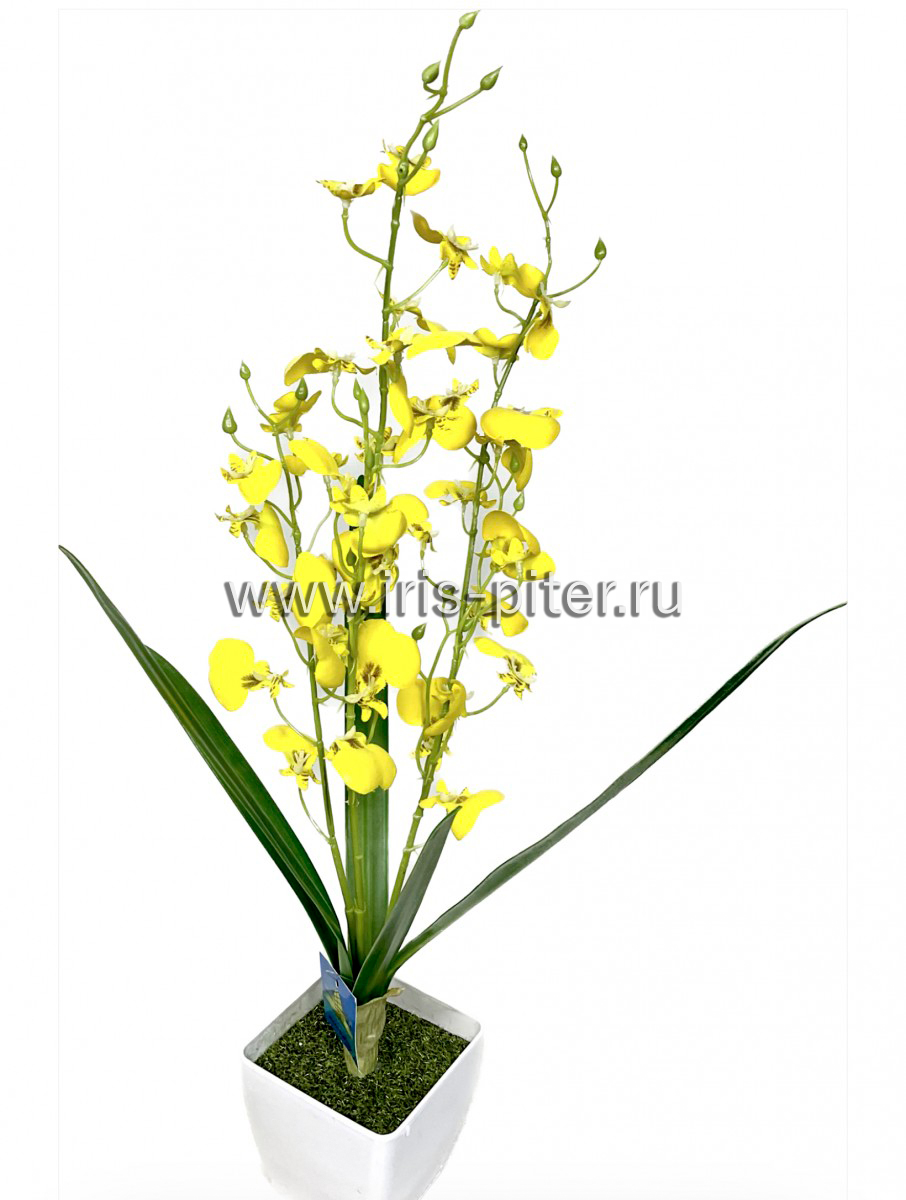 Орхидея онцидиум желтая в горшке