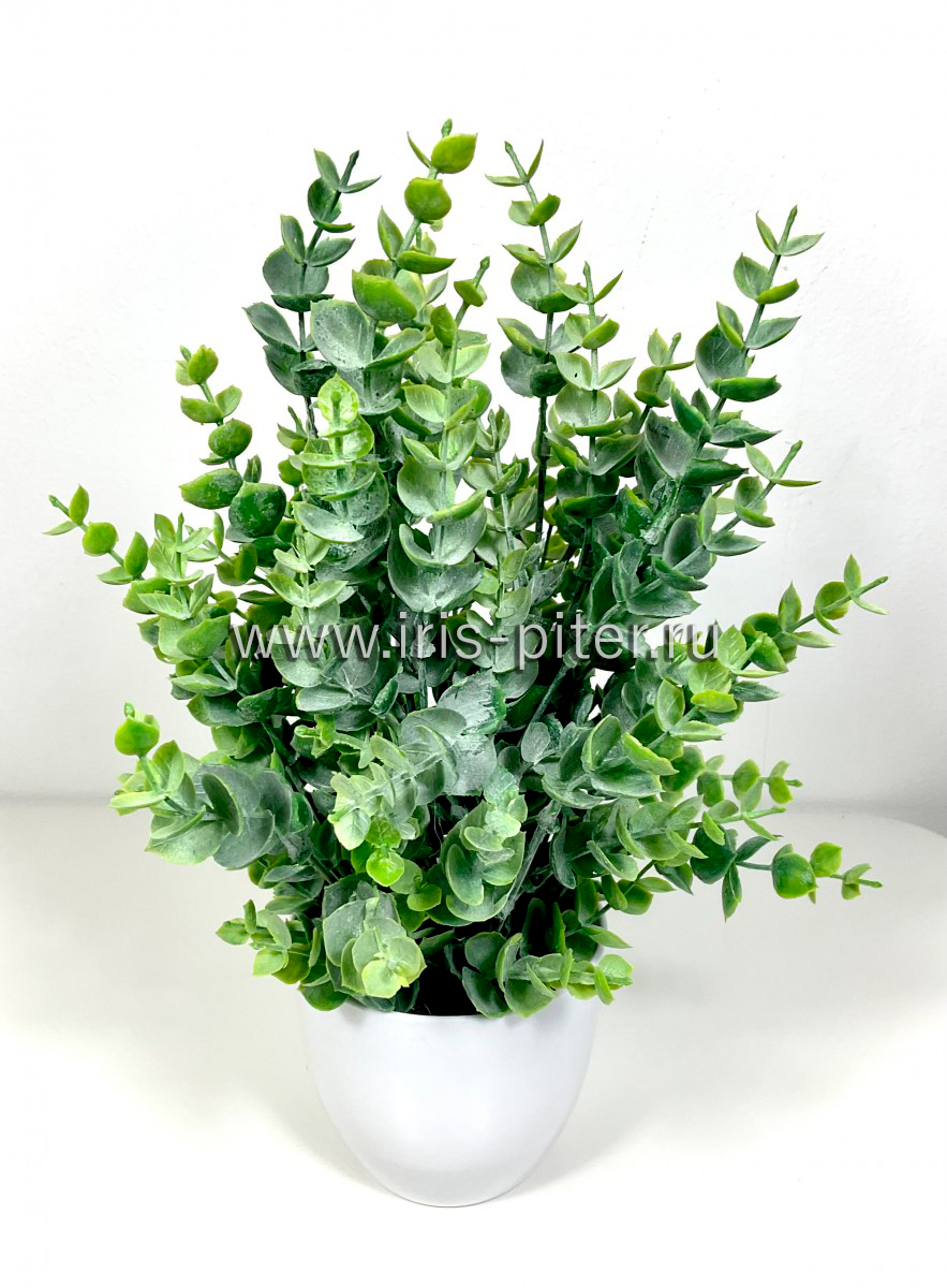 Самшит с напылением в горшке 