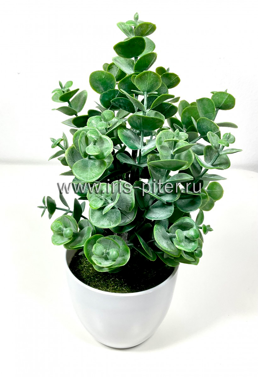 Самшит 24вет с напылением в горшке