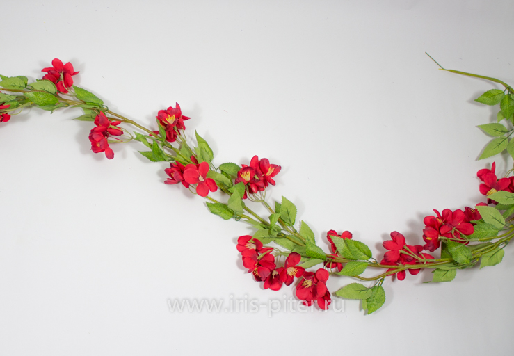 Лиана яблоня