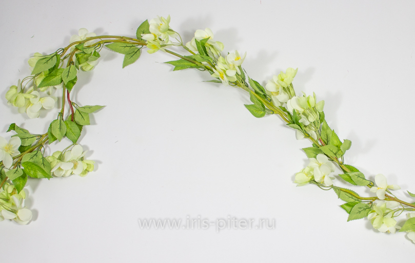 Лиана яблоня