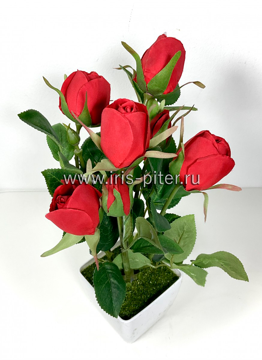 Роза горшечная в горшке 6г красная