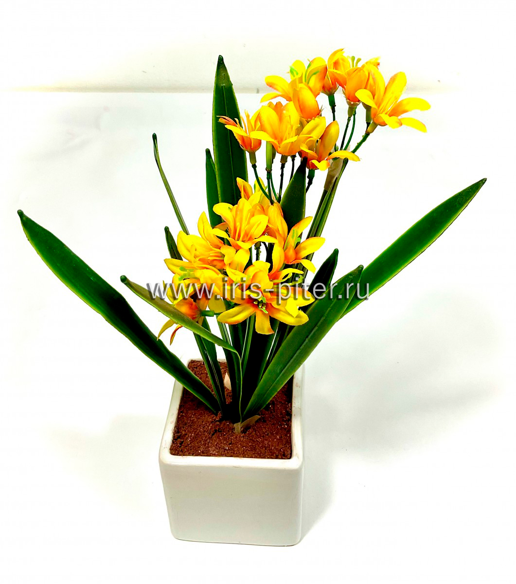 Кливия в керамическом горшке