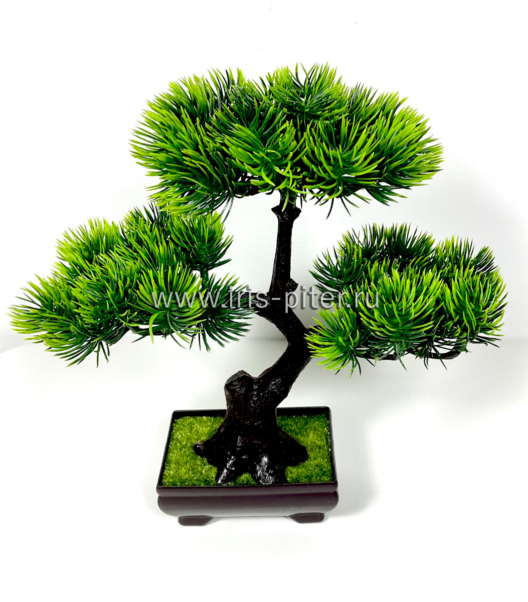 Бонсай сосна в кашпо