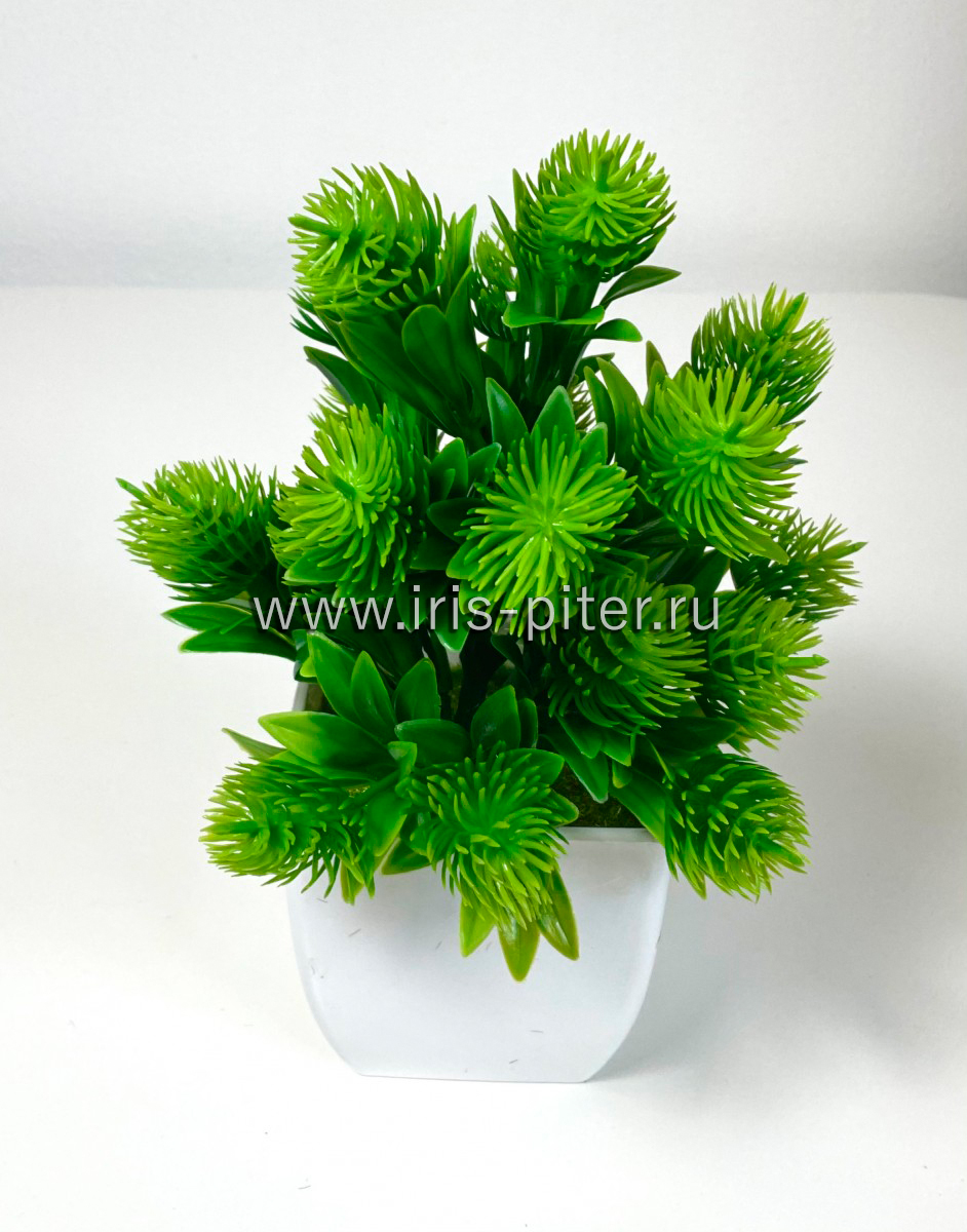 Репейник 10в в горшке