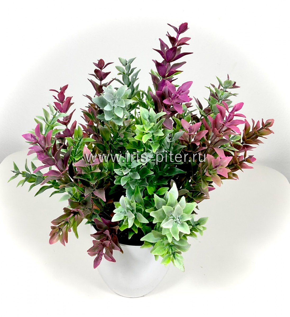 Фонтиналис в горшке