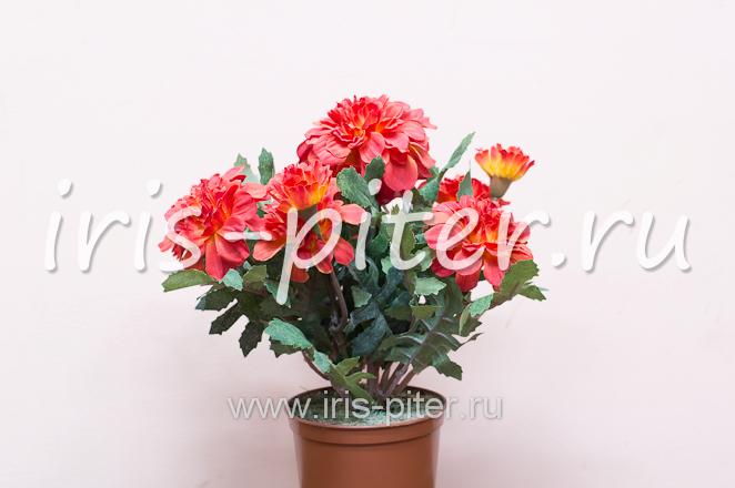 Бархатцы горшечные маленькие