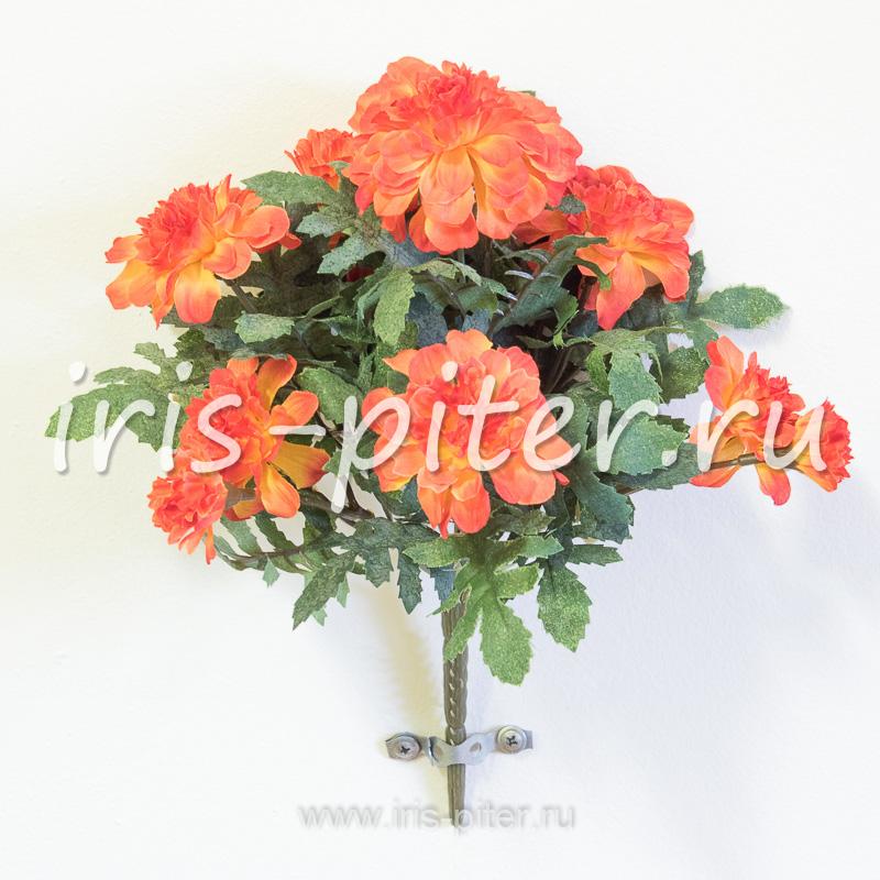 Бархатцы горшечные маленькие