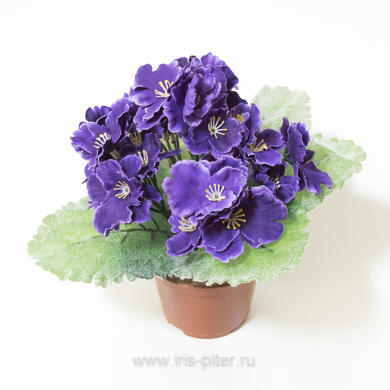 Фиалка горшечная